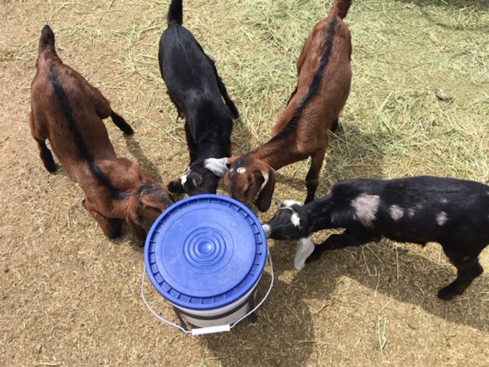 wean-bottle-fed-goats